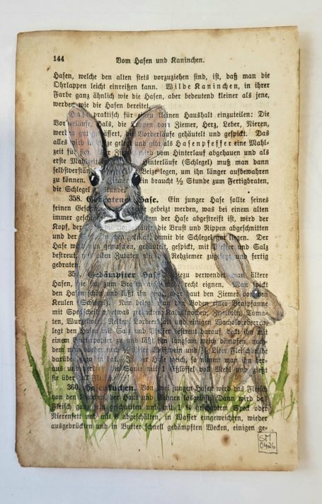 Hase Hase